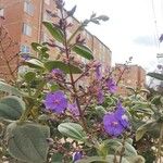 Tibouchina heteromalla Kvet