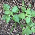 Chenopodium murale List