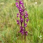 Anacamptis laxiflora Hábito
