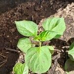 Capsicum baccatum Leaf