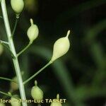 Camelina microcarpa Плод