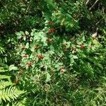 Lonicera canadensis Leaf