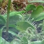 Dionaea muscipula পাতা