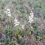 Spiranthes cernua Habit