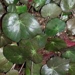 Begonia hydrocotylifolia Ліст