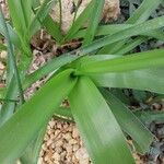 Albuca bracteata List