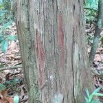 Chaetocarpus schomburgkianus Corteza