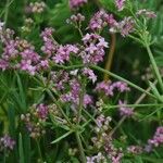 Galium rubrum Flower