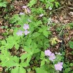 Geranium maculatum花