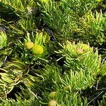 Leucospermum hypophyllocarpodendron Flower