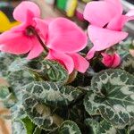 Cyclamen spp. List