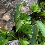 Ranunculus alpestris Leaf