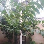 Ailanthus altissima Hoja