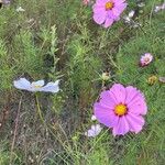 Cosmos bipinnatus Fula