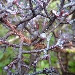 Parasitaxus usta Fruit