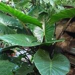 Alocasia macrorrhizos Habitus