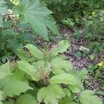 Viburnum acerifolium Blatt