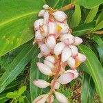 Alpinia zerumbet Flower
