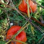 Physalis alkekengi Fruchs