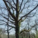 Populus nigra Habit