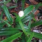 Cyperus mindorensis Flower