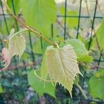 Vitis riparia Folha