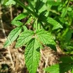 Cedronella canariensis Likasa