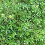 Alchemilla saxatilis Habit