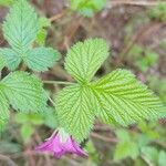 Rubus spectabilis برگ