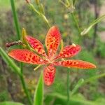 Iris domesticaFlower