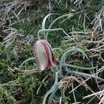 Fritillaria hispanica