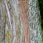 Podocarpus totara Bark