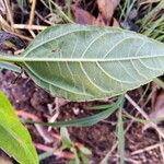 Helianthus tuberosusLeaf