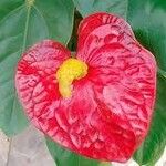 Anthurium andraeanumLeaf