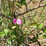 Vigna angivensis Habitus