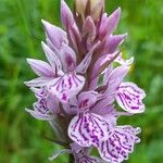 Dactylorhiza fuchsii Virág