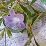 Barleria obtusa 花
