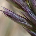 Sesleria caerulea Tervik taim