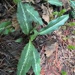 Goodyera oblongifolia Blatt