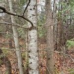 Abies balsamea 树皮