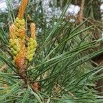 Pinus sylvestris ফুল