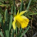 Narcissus pseudonarcissus Floro