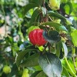 Eugenia uniflora Fruit