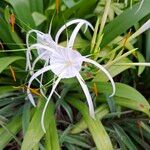 Hymenocallis littoralis Flor