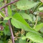 Solanum dulcamara Leaf