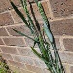 Triticum aestivum Habit