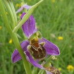 Ophrys apifera Kvet