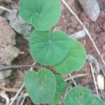Dichondra micrantha Leaf