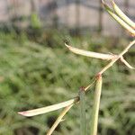 Indigofera miniata Fruit