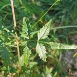 Bidens subalternans Leaf